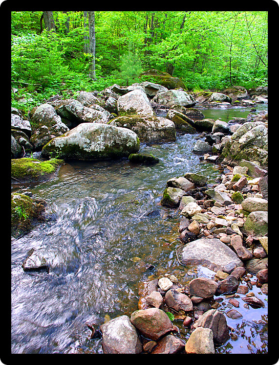 Stream flows through a dense woodland at Baxters Hollow State Natural Area in southern Wisconsin.