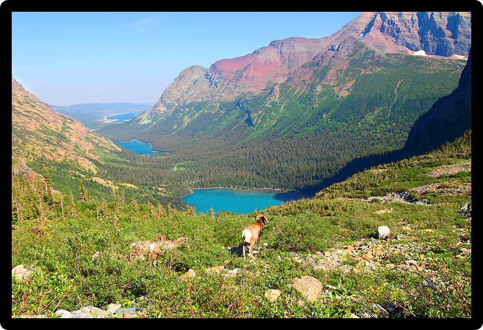 Bighorn sheep (Ovis canadensis) graze near Grinnell Lake in Glacier National Park of Montana.