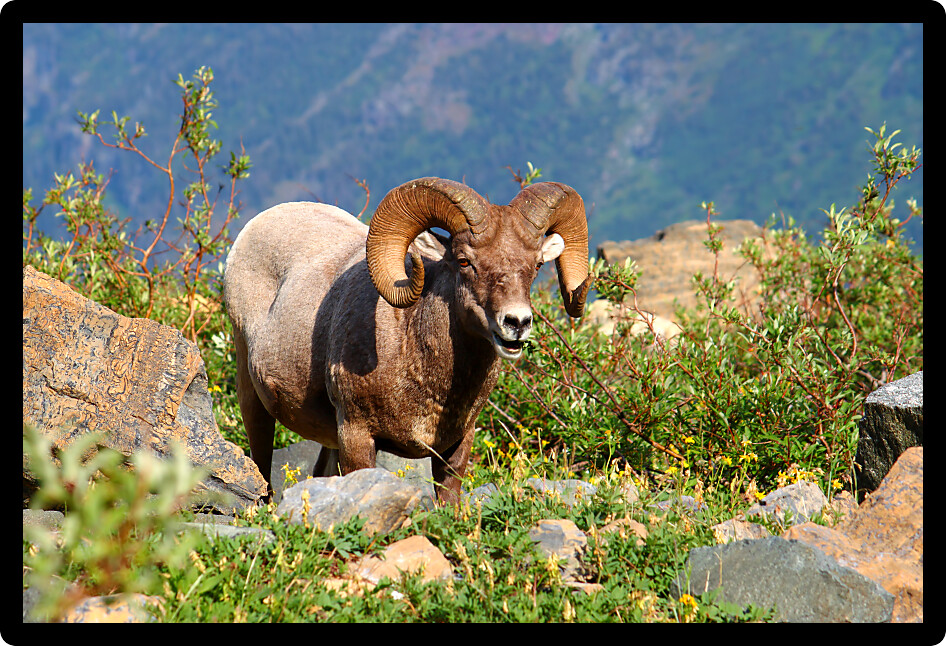 Bighorn sheep (Ovis canadensis) feeding near Grinnell Glacier of Glacier National Park.