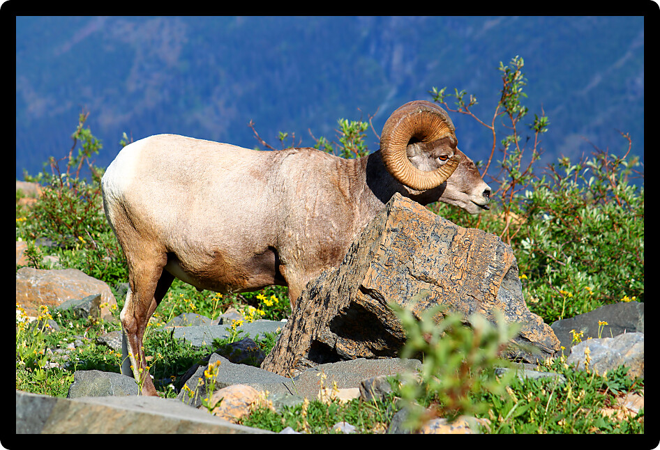 Bighorn sheep (Ovis canadensis) feeding near Grinnell Glacier of Glacier National Park.