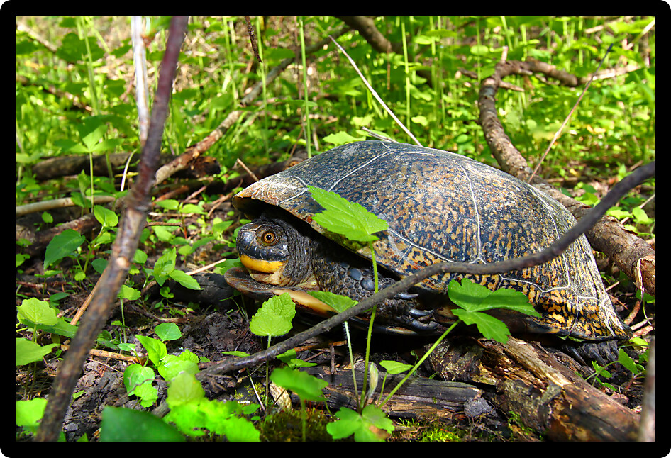 Blandings Turtle (Emydoidea blandingii) in a shrubby thicket of Illinois.