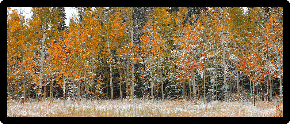Snowy autumn scenery in the Cache National Forest of Utah.
