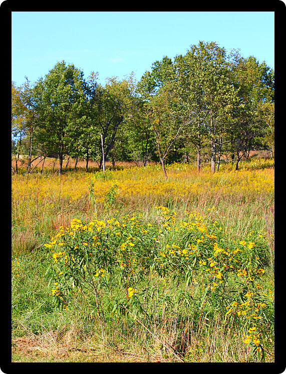 Prairie scene of wildflowers at Castle Rock State Park of Illinois.