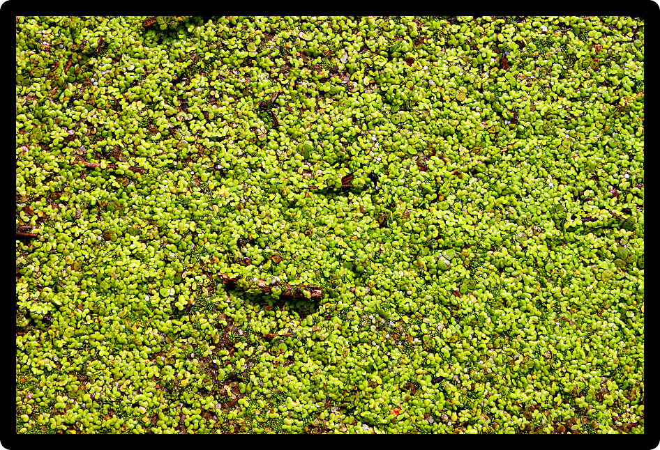Dense Duckweed covers the surface of a pond.