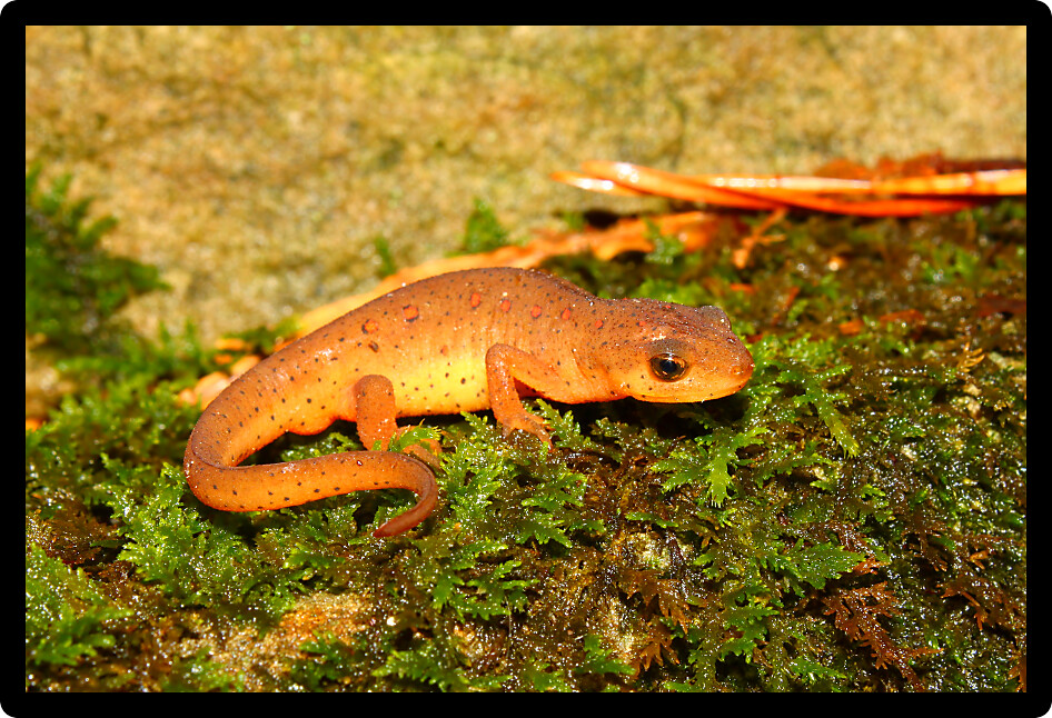 Eastern Newt (Notophthalmus viridescens) found near a Alabama stream.