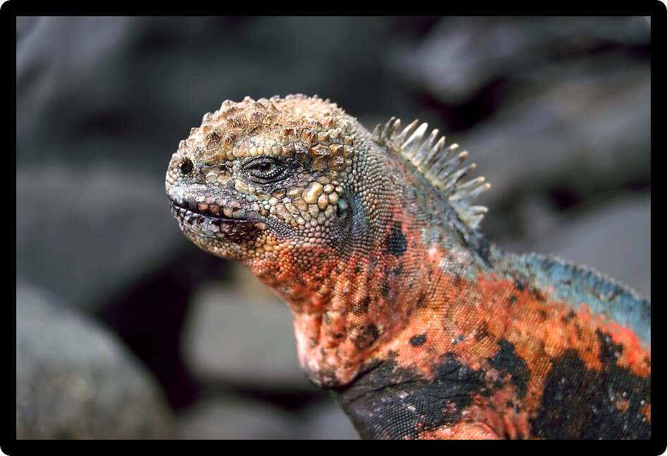 Espanola Marine Iguana (Amblyrhynchus cristatus venustissimus) displaying red coloration on Espanola island of the Galapagos.