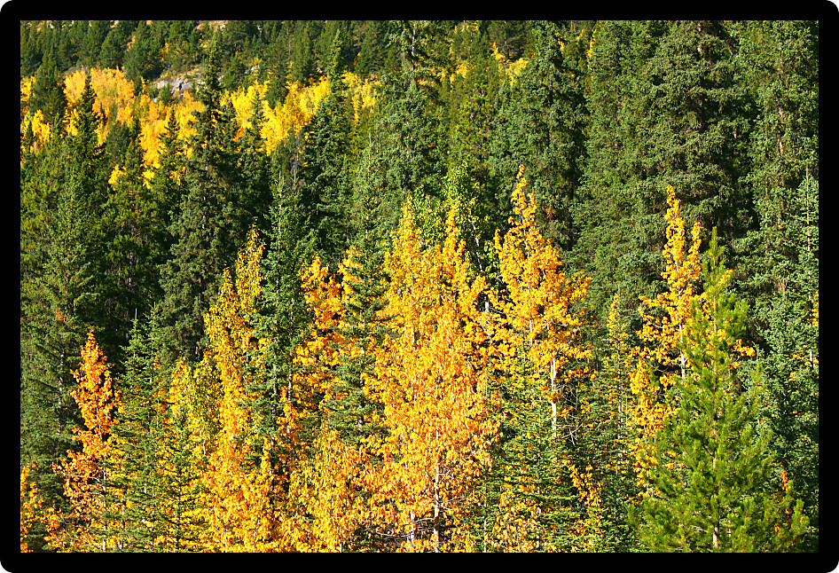 Bright yellow leaves contrast with evergreens on an autumn day in the Canadian Rockies.