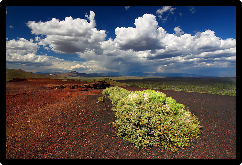 Flowers bloom amidst the rocky volcanic landscape at Craters of the Moon National Monument in Idaho.