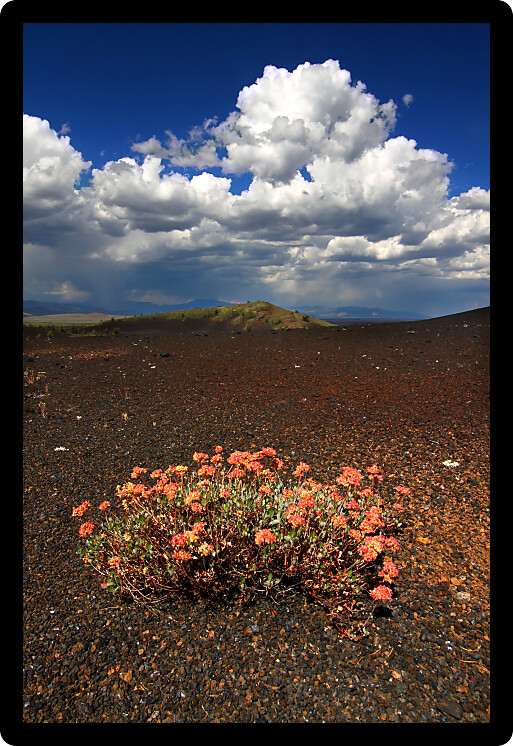 Flowers colonize a rocky volcanic landscape at Craters of the Moon National Monument in Idaho.