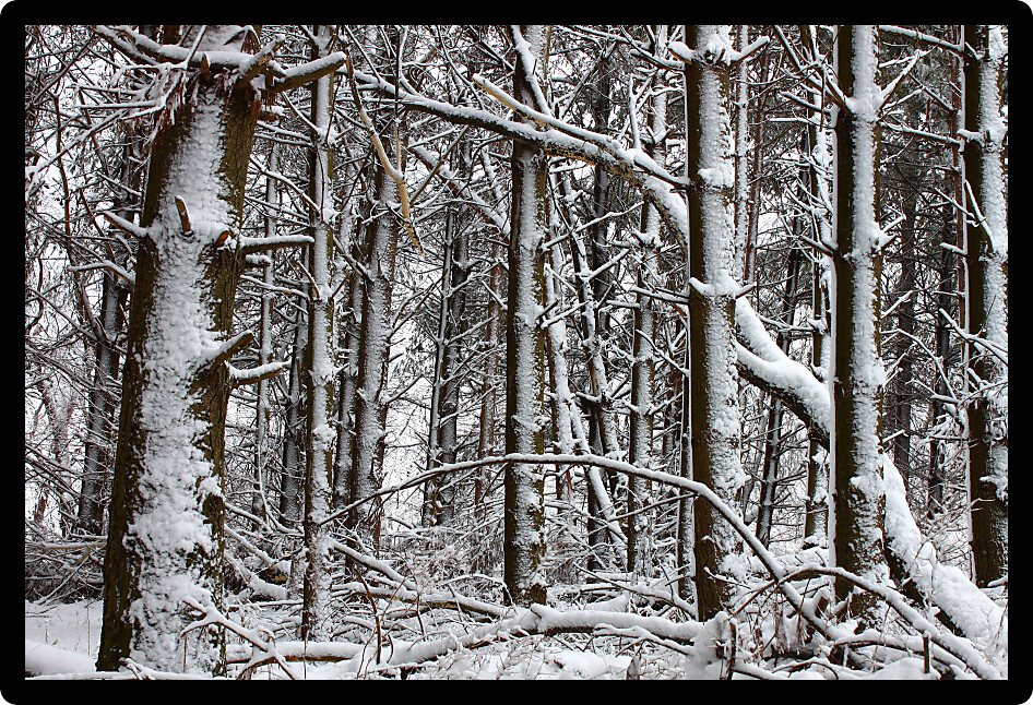 Snow covers a pine forest in the Midwest United States.