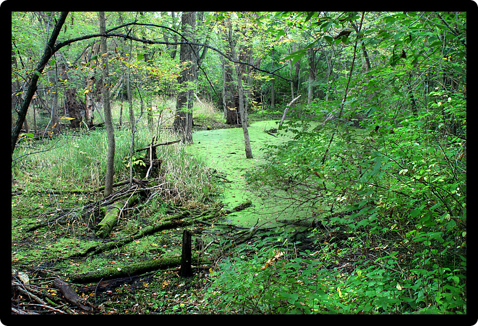 Dense forest surrounds a wetland in the midwestern United States.