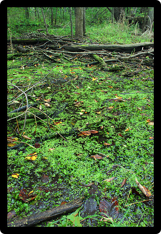 Dense forest surrounds a wetland in the midwestern United States.
