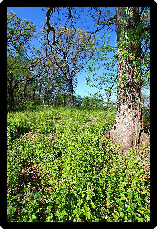 Invasive Garlic Mustard (Alliaria petiolata) covers a forest floor in Illinois.