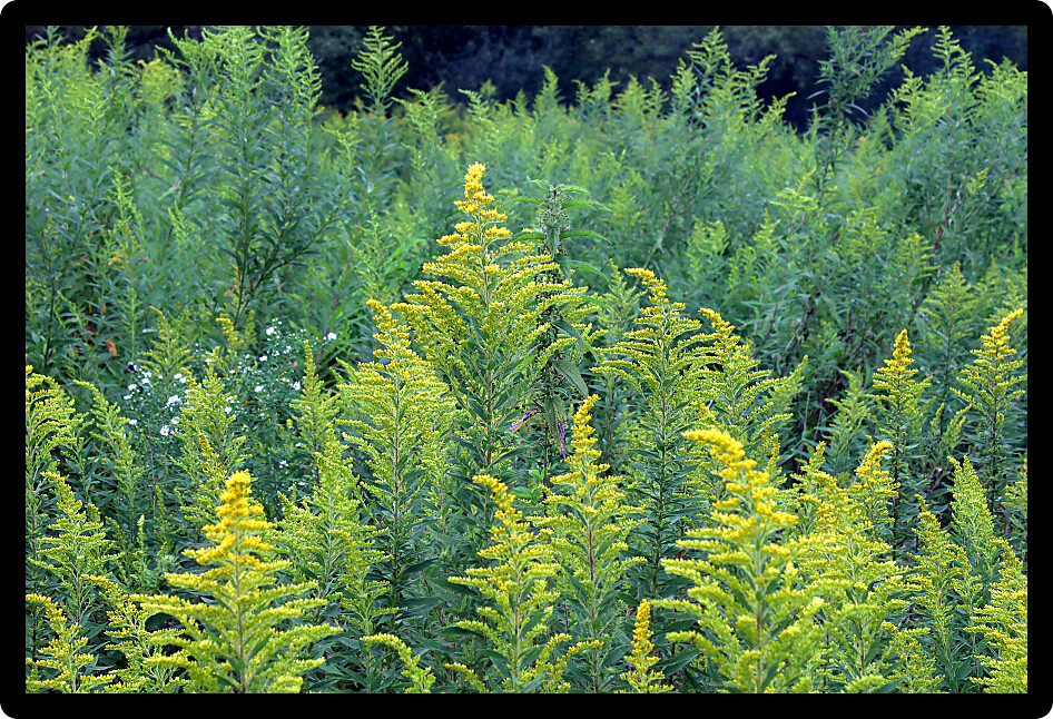 Background of Goldenrod in a prairie of northern Illinois.