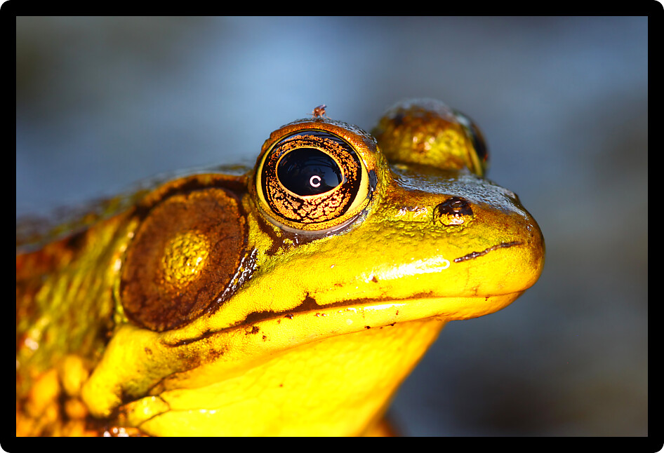 Portrait of a Green Frog (Rana clamitans) in northern Illinois.