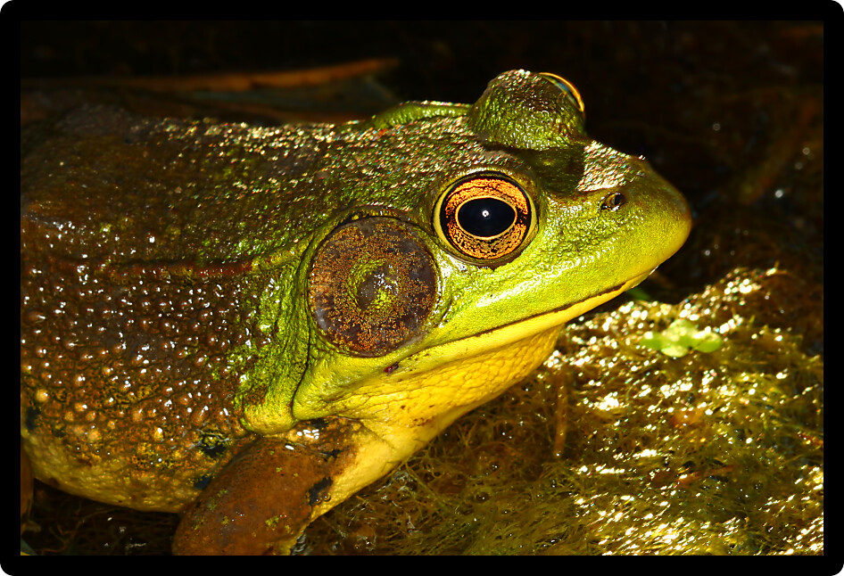 Green Frog (Rana clamitans) in a northern Illinois wetland.