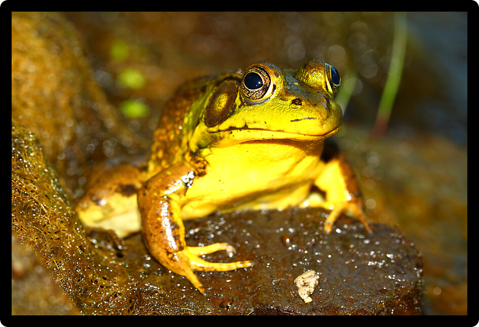 Green Frog (Rana clamitans) in a wetland of Illinois.