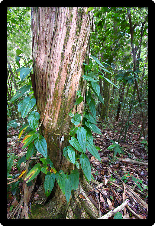 Vegetation of Guajataca State Forest in Puerto Rico United States.