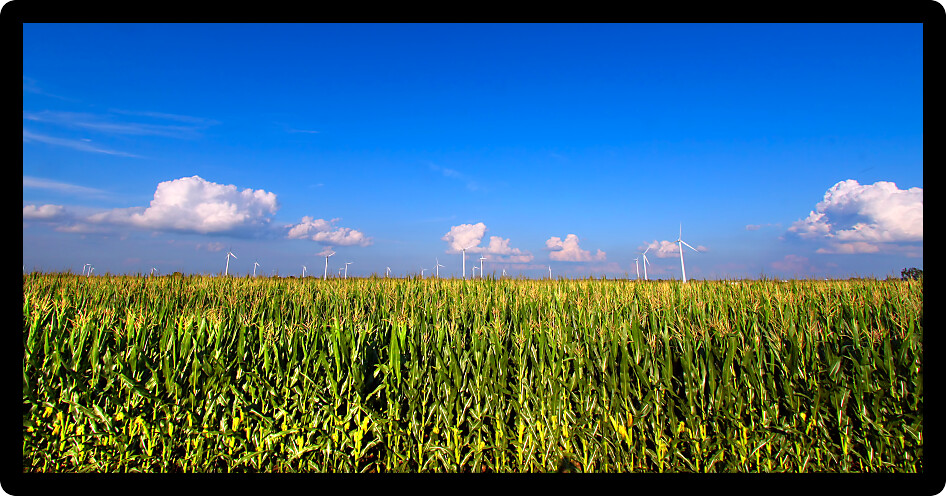 View of an Illinois cornfield on a beautiful sunny day.