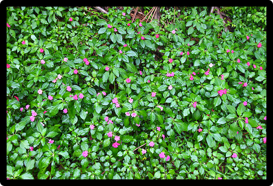 Impatiens growing in a rainforest of Puerto Rico.