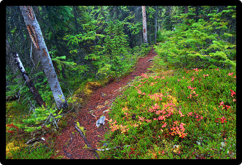 Foot path through dense forests of Jasper National Park in Canada.