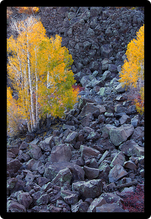 Aspens grow amongst boulders at Lava Point of Zion National Park Utah.