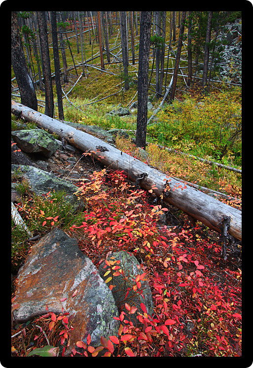 Fall scenery in the Lewis and Clark National Forest of central Montana.