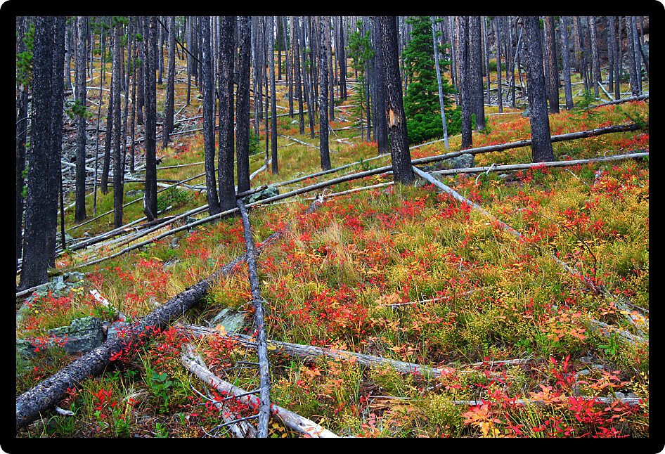 Pretty autumn colors in the Lewis and Clark National Forest of Montana.