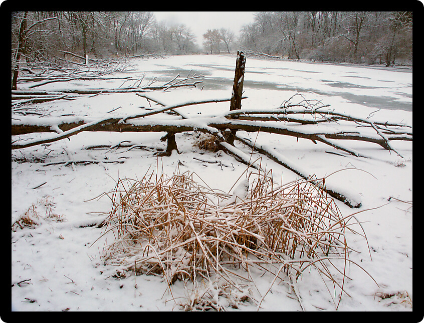 Snowfall over a frozen wetland at Lib Conservation Area in Illinois.