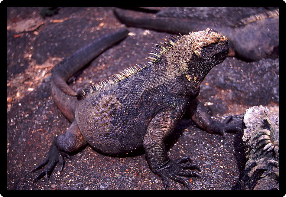 Marine Iguana (Amblyrhynchus cristatus cristatus) sits on the volcanic rock of Fernandina in the Galapagos Islands.