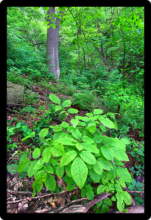 Lush green of the forest understory at Mississippi Palisades State Park in Illinois.