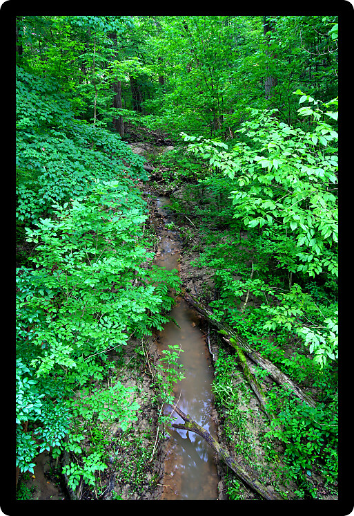 Small stream through the lush forests of Mississippi Palisades State Park in Illinois.