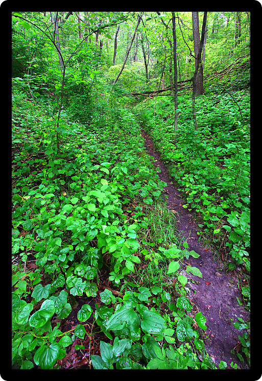 Narrow trail cuts through dense understory vegetation at Mississippi Palisades State Park in Illinois.