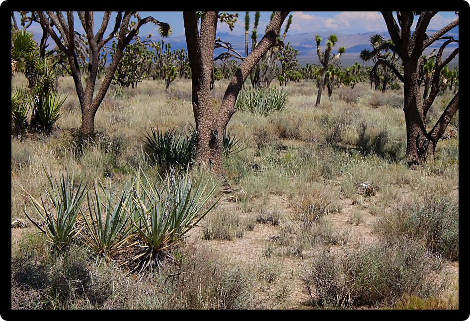 Joshua Trees in dot the landscape of the Mojave National Preserve in California.