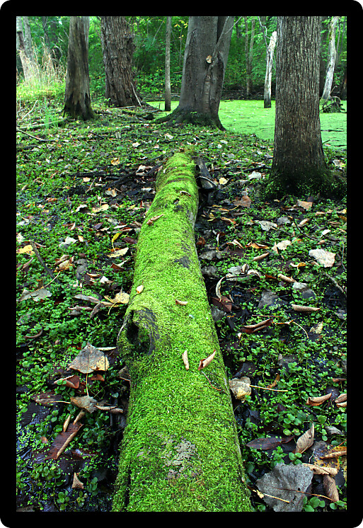 Moss covered log in a dense forested wetland of Illinois.