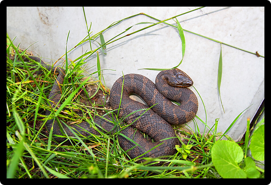 Northern Watersnake (Nerodia sipedon) lives amongst urban sprawl in Illinois.