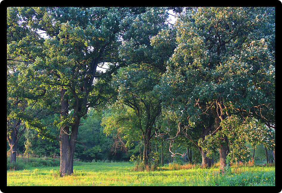 Oak savanna at Distillery Conservation Area of Illinois under evening light.