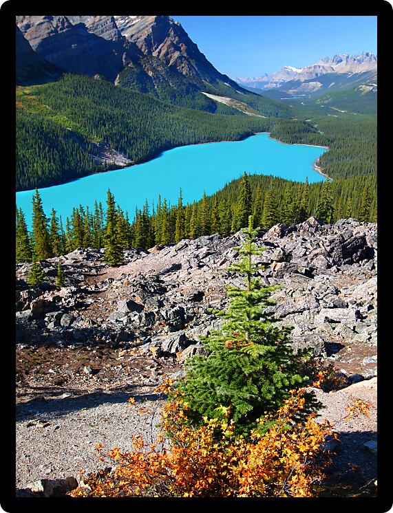 Stunning blue waters of Peyto Lake of Banff National Park in Canada.