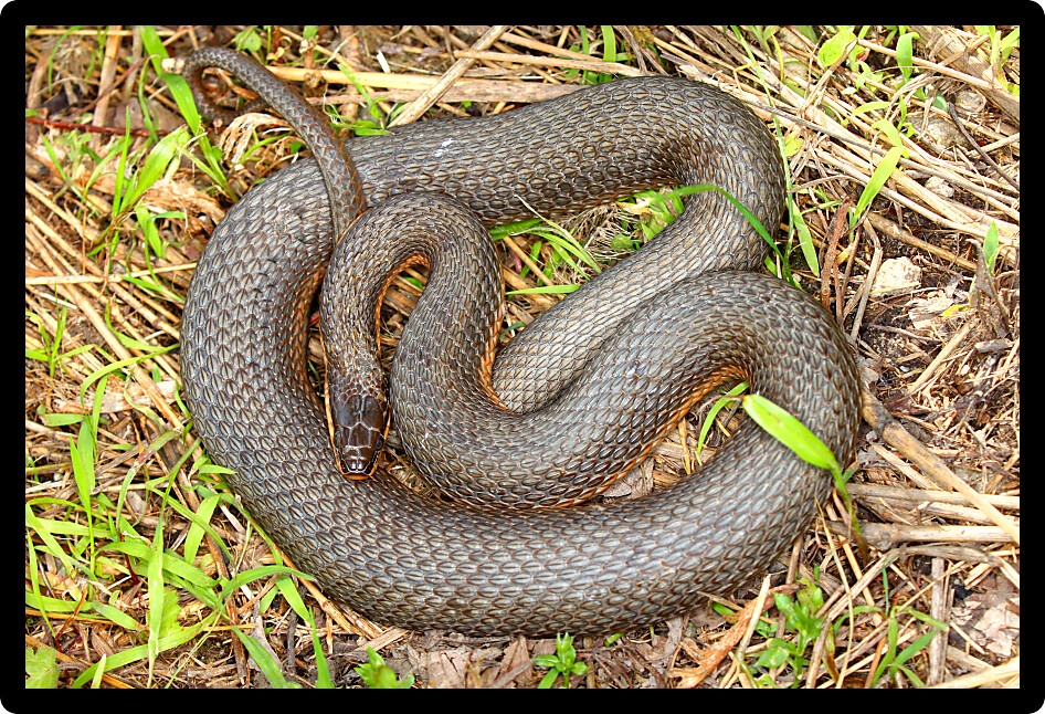 Queen Snake (Regina septemvittata) found in a natural environment of llinois.