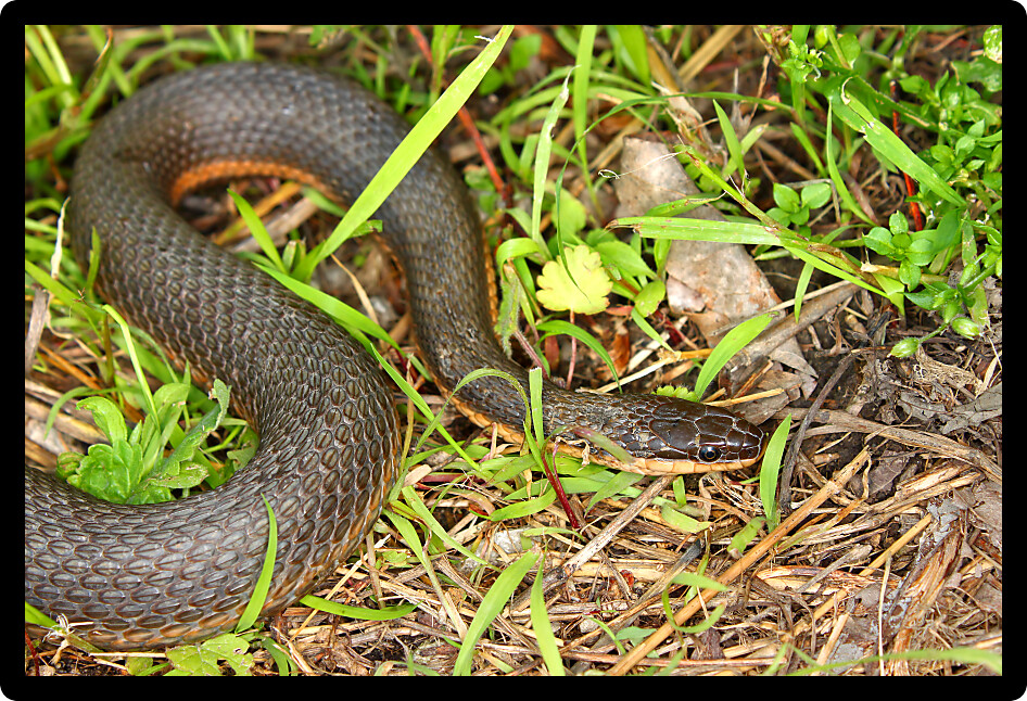 Queen Snake (Regina septemvittata) in the a river valley of Illinois.