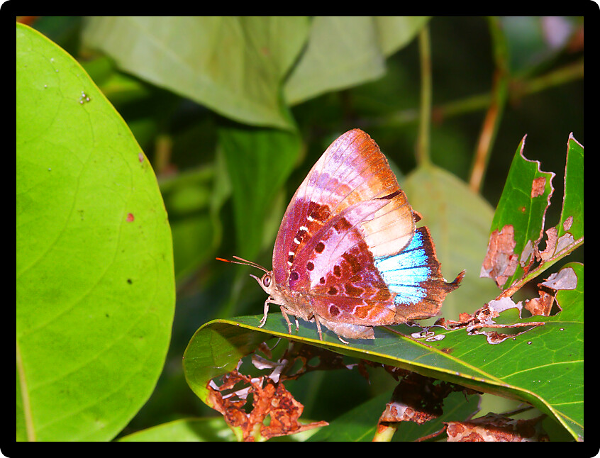 Bright Butterfly in the tropical rainforest of Queensland Australia.