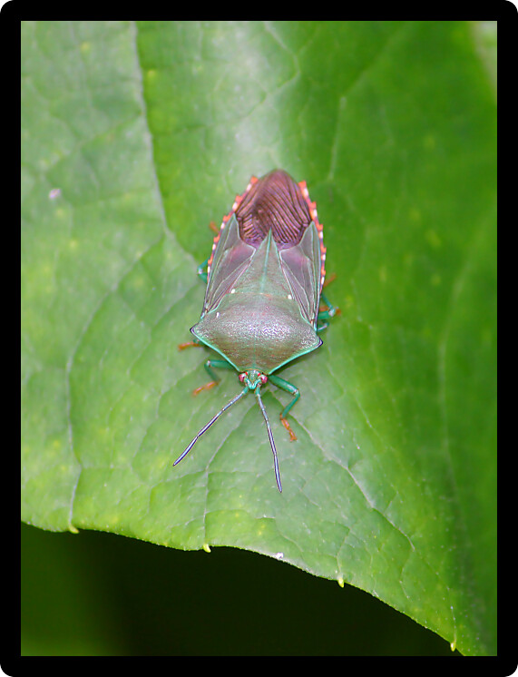 Small rainforest beetle hides on a leaf in the rainforests of Puerto Rico.