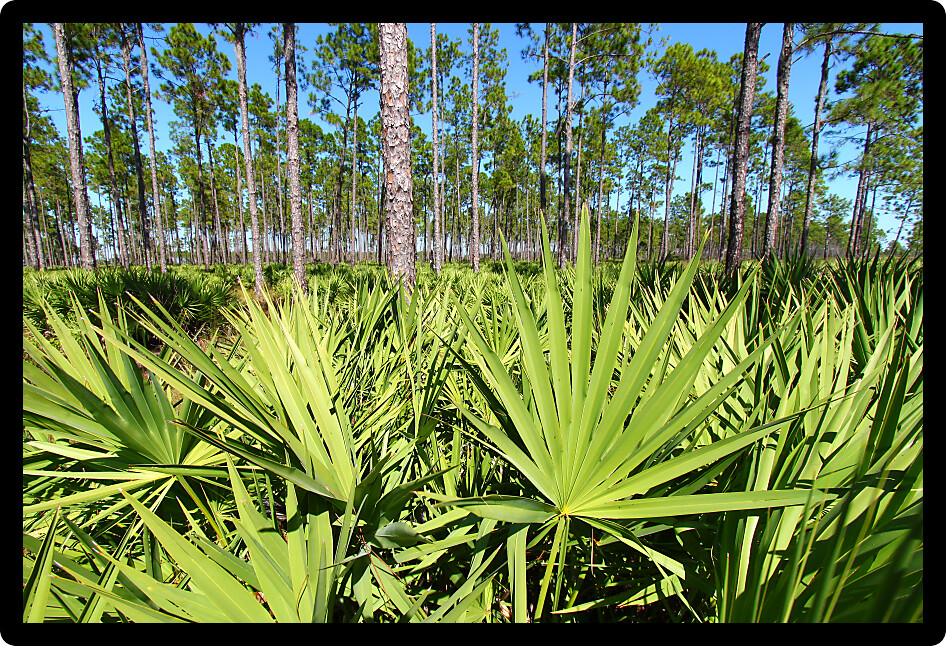 Saw Palmetto grows thick in the pine flatwoods of central Florida on a sunny day.