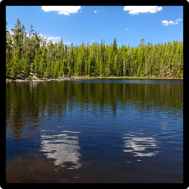 Pine trees along the shoreline of Scaup Lake in Yellowstone National Park.