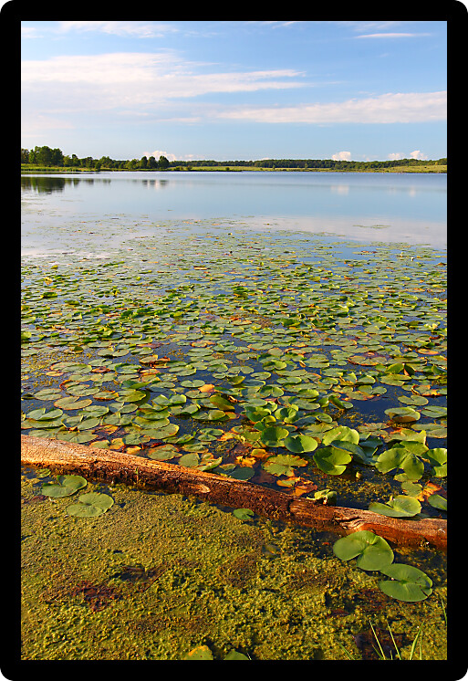 Lily pads along the shoreline of Shabbona Lake in northern Illinois.