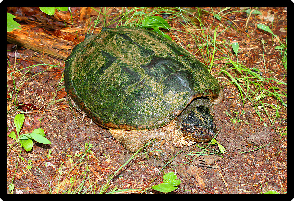 Snapping Turtle (Chelydra serpentina) with algae growing on shell found in Alabama.