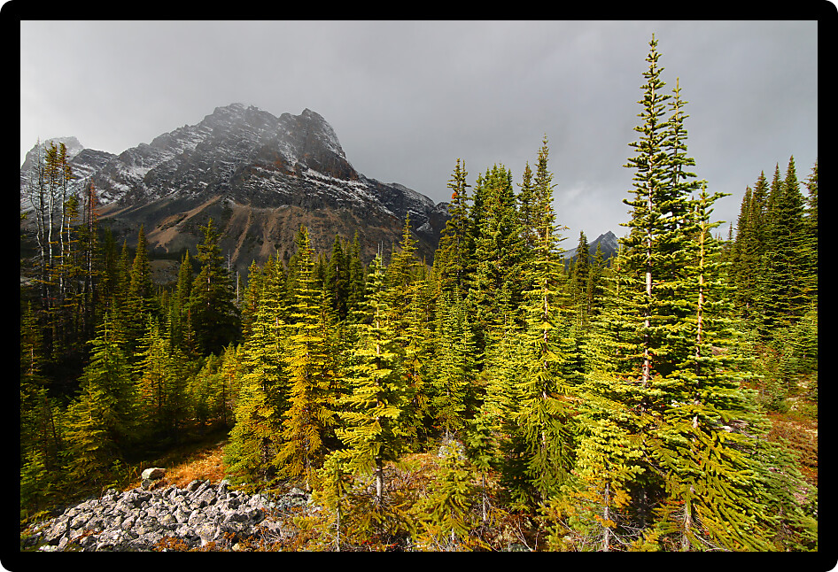 Dark storm clouds approach as the last rays of sunlight shine on the forests of Jasper National Park.