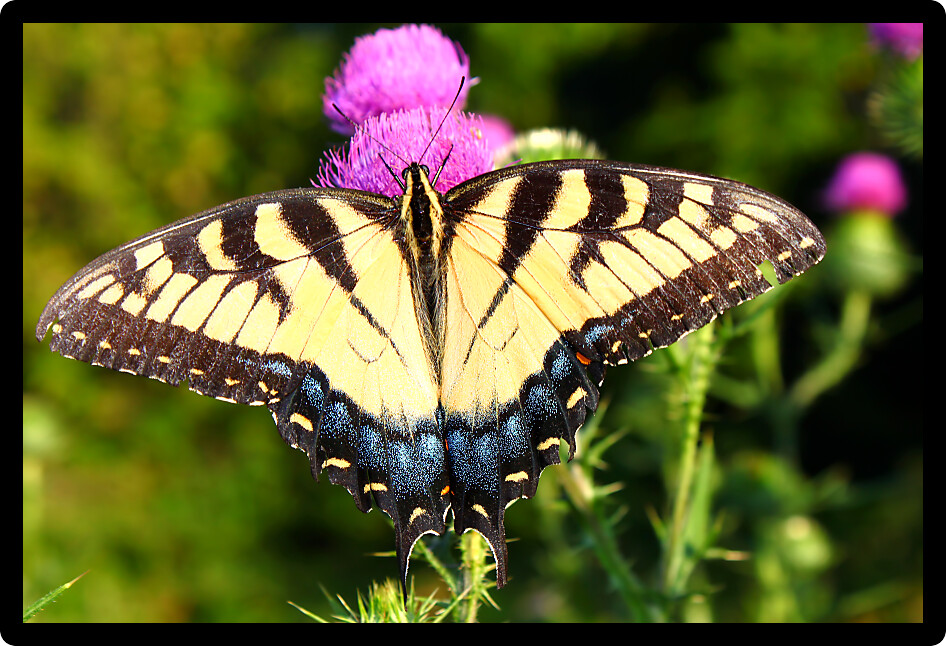 Tiger Swallowtail (Papilio glaucus) on a flower at Castle Rock State Park of northern Illinois.