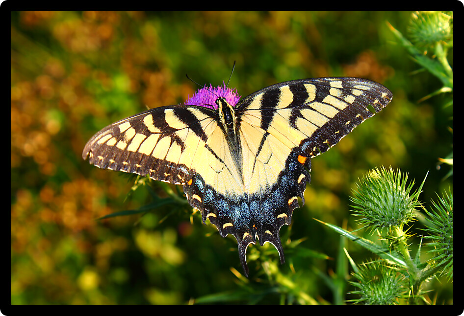 Tiger Swallowtail (Papilio glaucus) on a flower at Castle Rock State Park of northern Illinois.