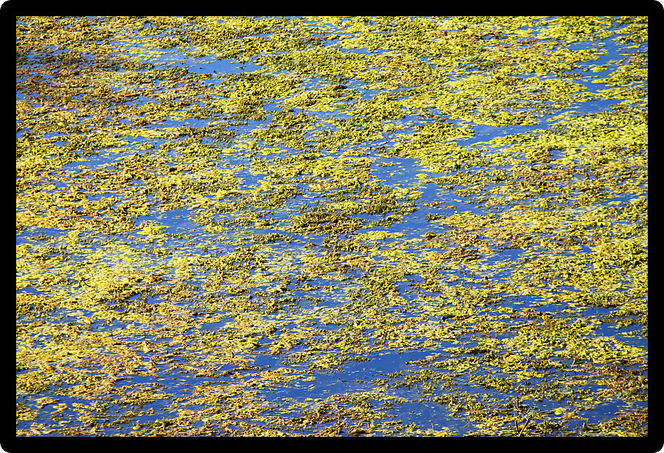 Beautiful blue skies reflect off a wetland of northern Illinois.